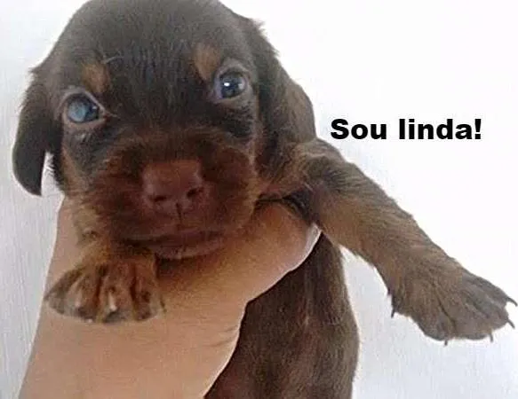 Cachorro ra a Pudou / paulistinha idade 2 a 6 meses nome sem nome
