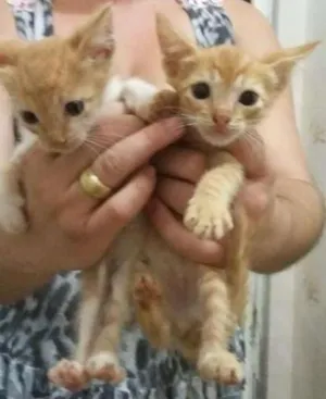 Gato raça vira lata idade 2 a 6 meses nome diversos
