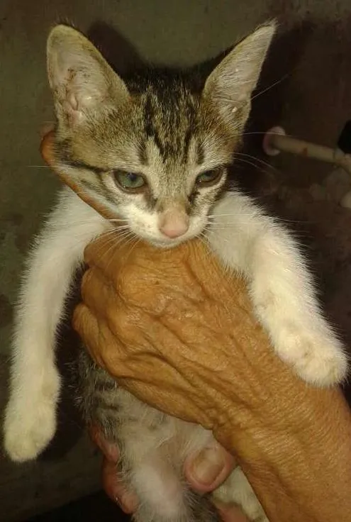 Gato ra a SRD idade 2 a 6 meses nome Miadas