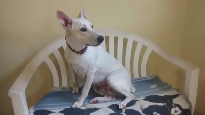 Cachorro ra a SRD idade 2 anos nome Branca