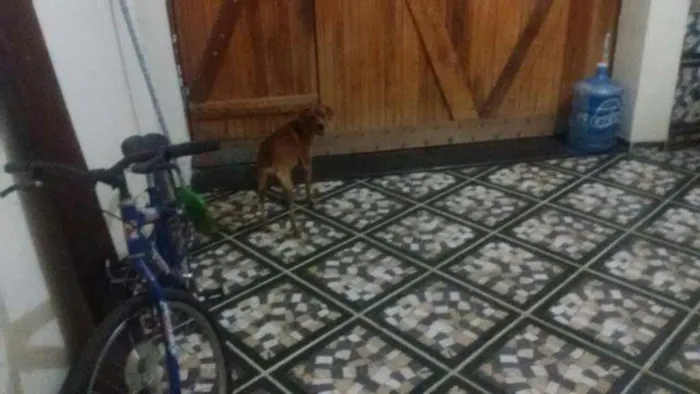 Cachorro ra a vira lata idade 1 ano nome boby