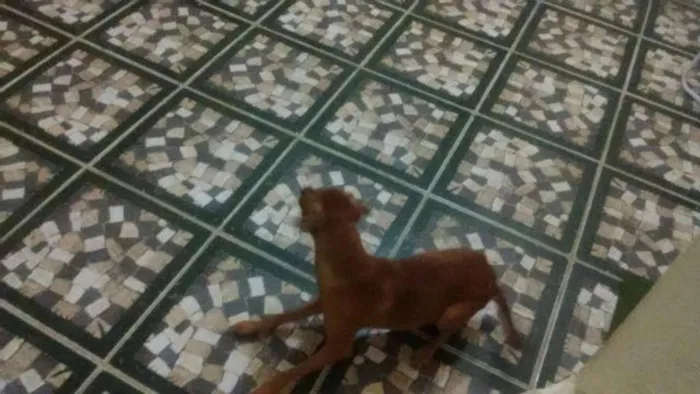 Cachorro ra a vira lata idade 1 ano nome boby