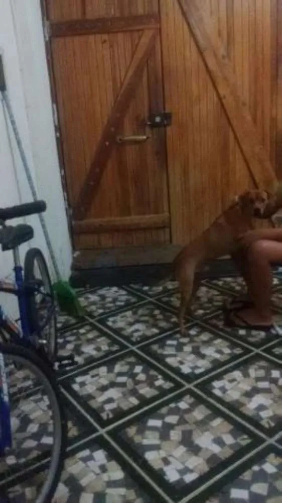 Cachorro ra a vira lata idade 1 ano nome boby