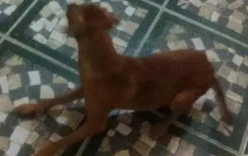 Cachorro ra a vira lata idade 1 ano nome boby