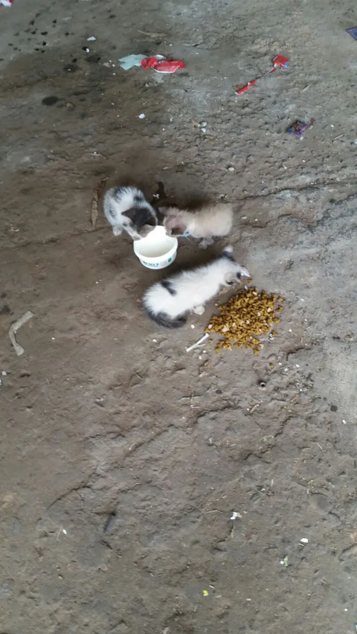Gato raça  idade Abaixo de 2 meses nome sem nome