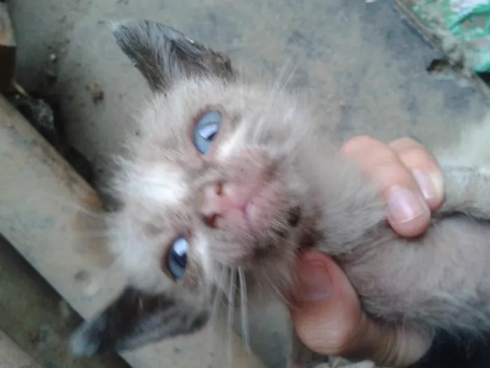 Gato raça  idade Abaixo de 2 meses nome sem nome