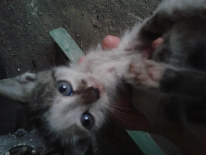 Gato raça  idade Abaixo de 2 meses nome sem nome