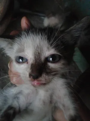 Gato raça  idade Abaixo de 2 meses nome sem nome