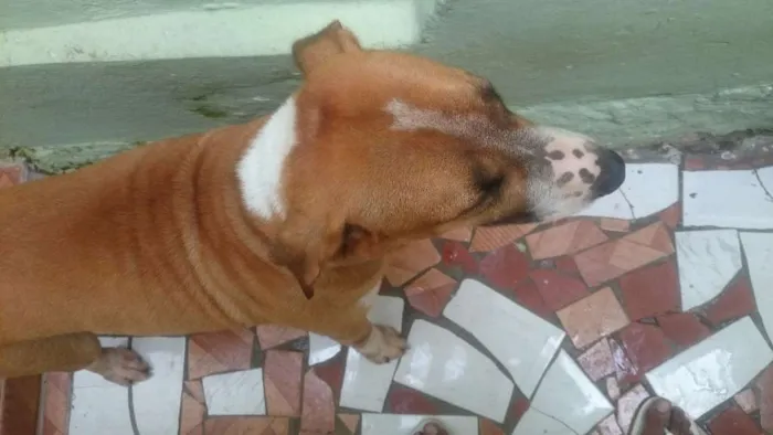 Cachorro ra a Vira lata (Bull terrier com desconhecido) idade 4 anos nome Bidú