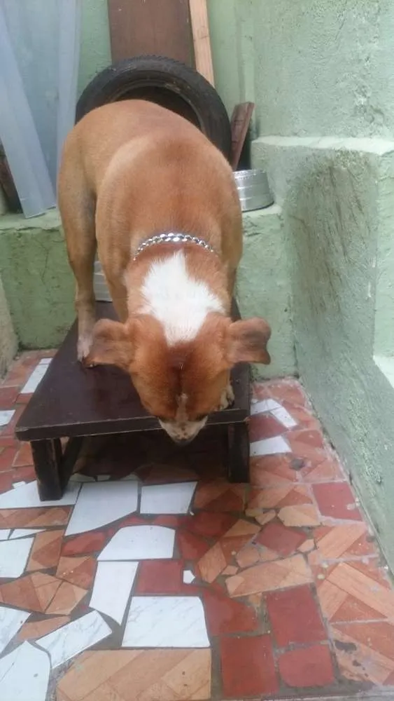 Cachorro ra a Vira lata (Bull terrier com desconhecido) idade 4 anos nome Bidú