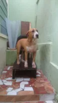 Bidú
