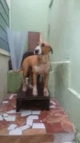 Bidú