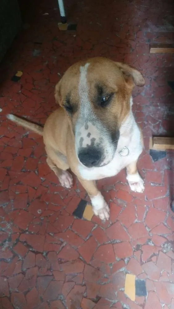 Cachorro ra a Vira lata (Bull terrier com desconhecido) idade 4 anos nome Bidú