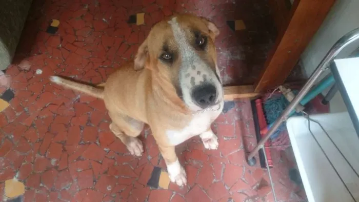 Cachorro ra a Vira lata (Bull terrier com desconhecido) idade 4 anos nome Bidú