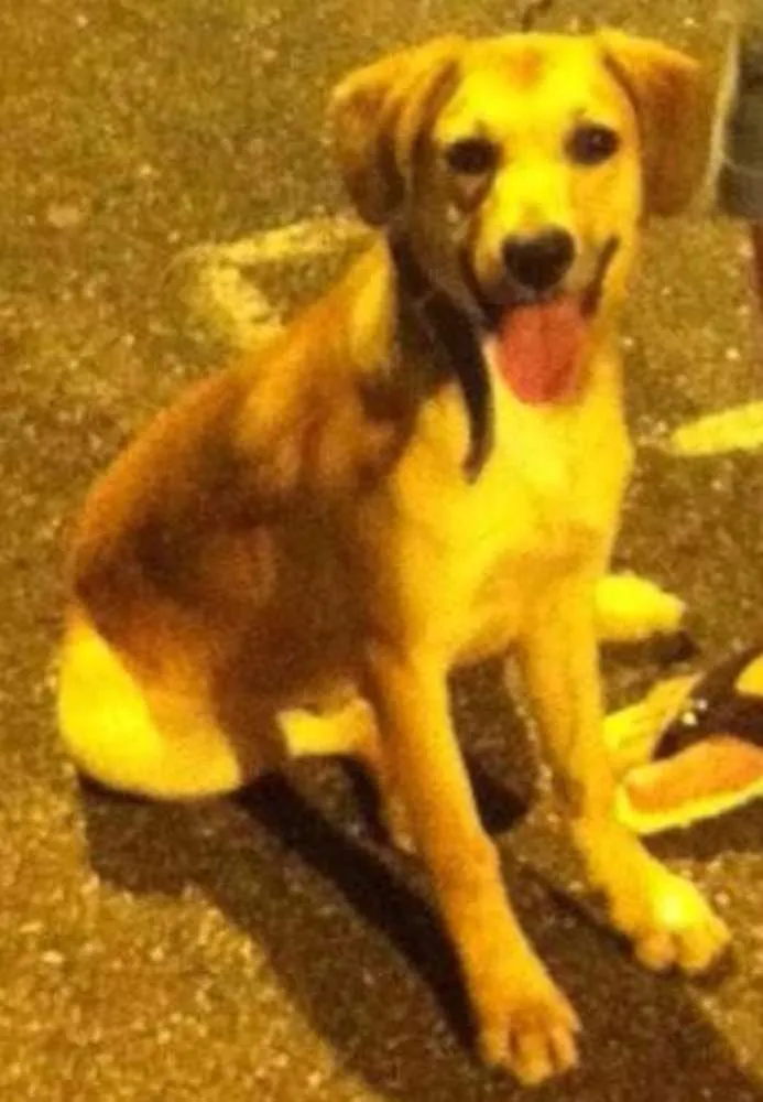 Cachorro ra a srd idade 1 ano nome Fred