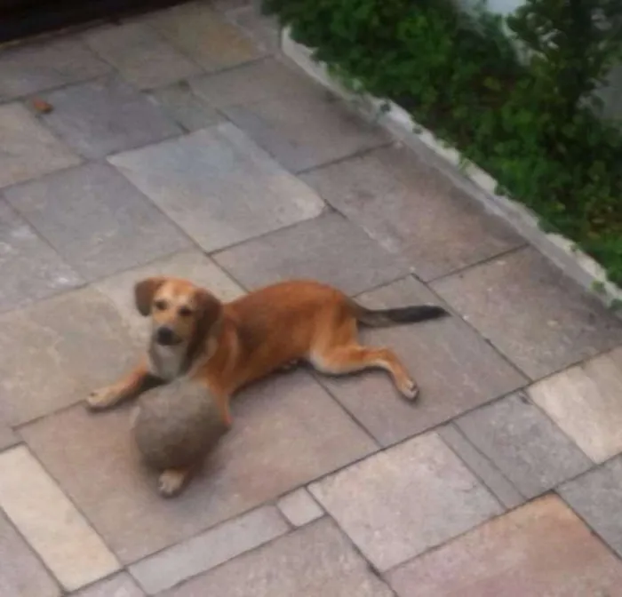 Cachorro ra a srd idade 1 ano nome Fred