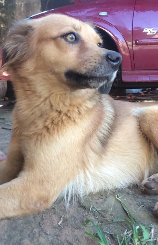 Cachorro raça Vira-lata idade 2 anos nome Mona