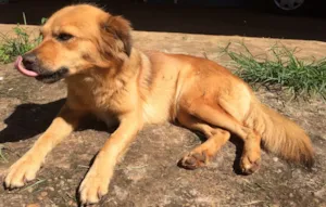 Cachorro raça Vira-lata idade 2 anos nome Mona