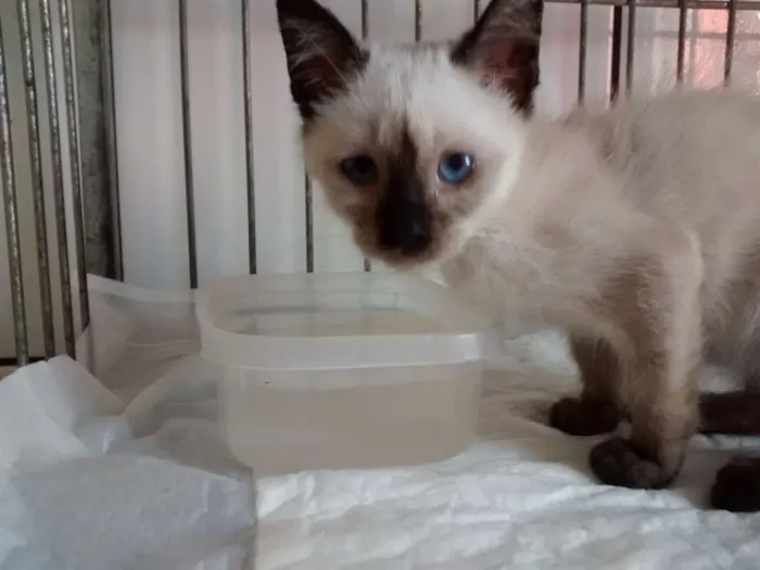 Gato ra a SRD idade 2 a 6 meses nome ADOTE