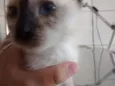 ADOTE