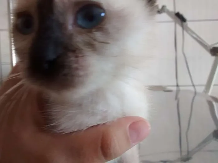 Gato ra a SRD idade 2 a 6 meses nome ADOTE