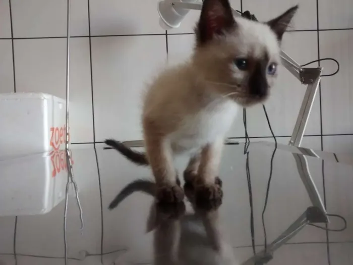 Gato ra a SRD idade 2 a 6 meses nome ADOTE