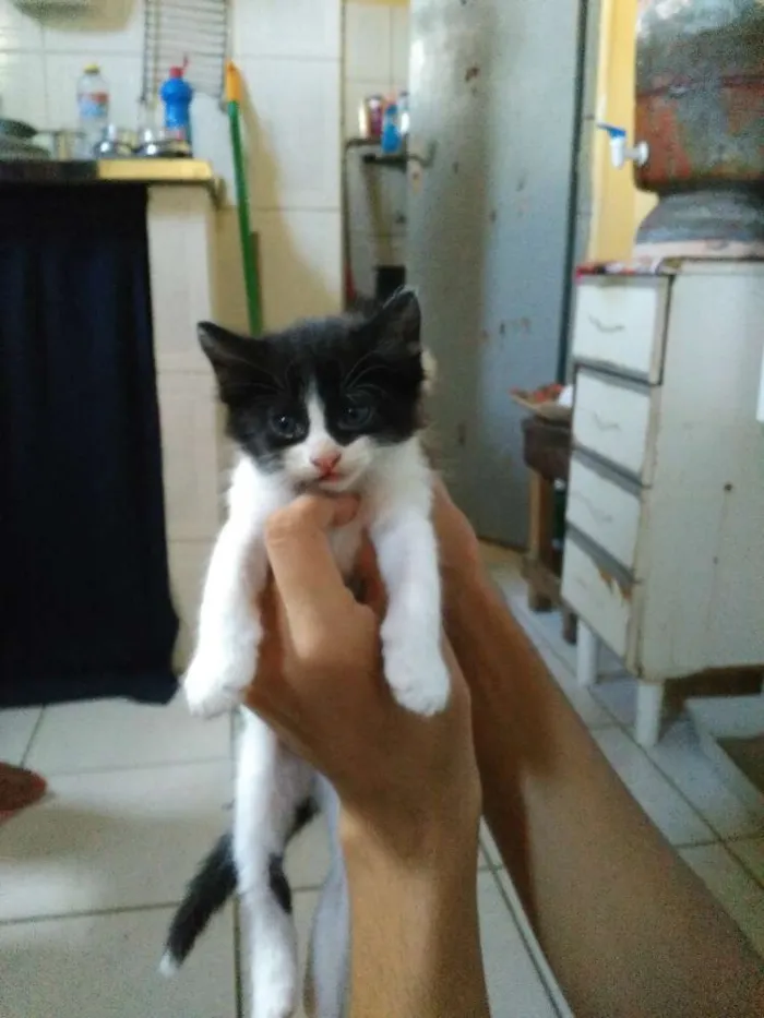 Gato raça Mestiços idade Abaixo de 2 meses nome Indefinido