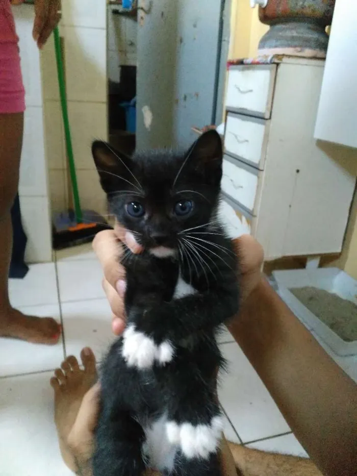 Gato raça Mestiços idade Abaixo de 2 meses nome Indefinido