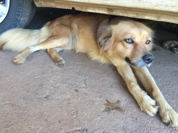 Cachorro raça Vira-lata idade 2 anos nome Mona