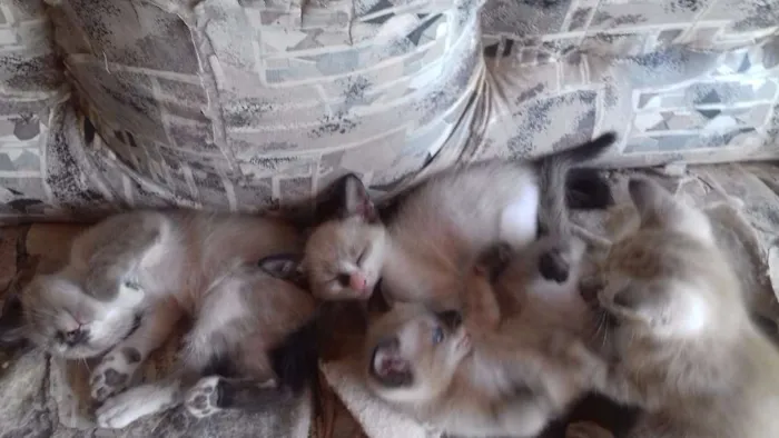 Gato ra a Sianes  idade 2 a 6 meses nome Não tem