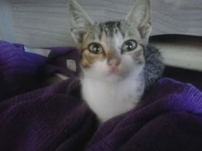 Gato ra a srd idade 2 a 6 meses nome Adocao