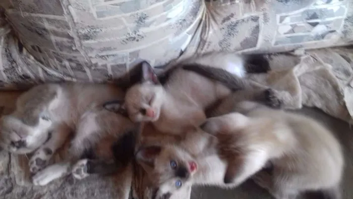 Gato ra a Sianes  idade 2 a 6 meses nome Não tem