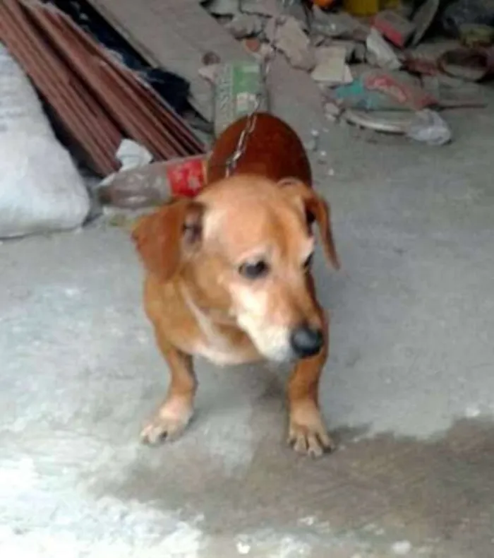 Cachorro ra a Basset idade 1 ano nome Adocao