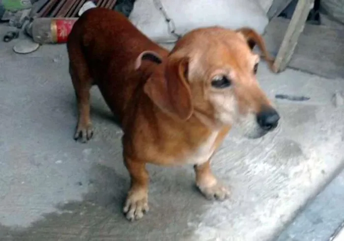 Cachorro ra a Basset idade 1 ano nome Adocao