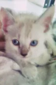 Milly