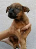 Adote