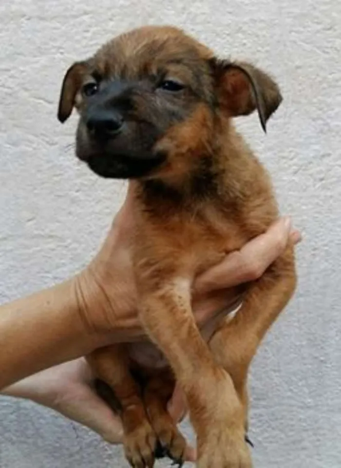 Cachorro ra a srd idade 2 a 6 meses nome Adote