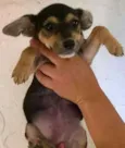 Adote