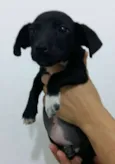 Adote