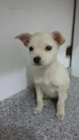 Adote