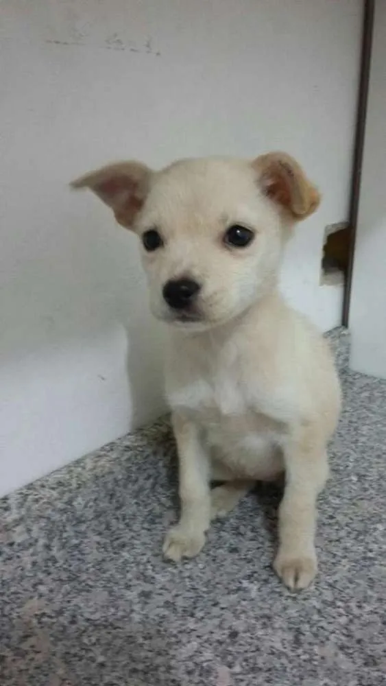 Cachorro ra a srd idade 2 a 6 meses nome Adote