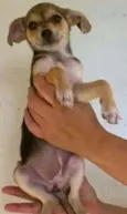 Adote