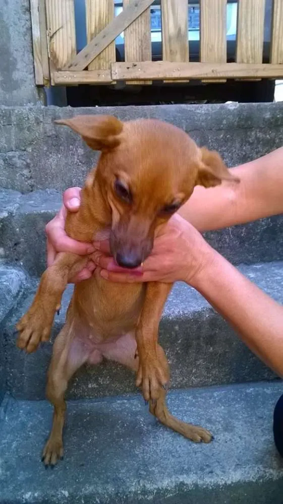 Cachorro ra a Pinscher idade 7 a 11 meses nome Adote