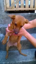 Adote