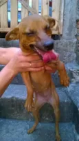 Adote