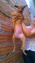Adote