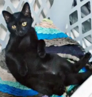Gato raça Não identificado idade 7 a 11 meses nome Morcego