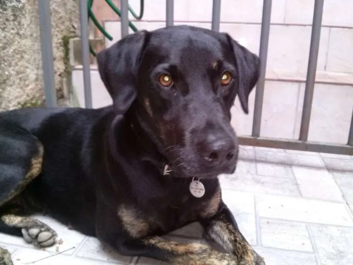 Cachorro ra a SRD idade 1 ano nome NEGONA