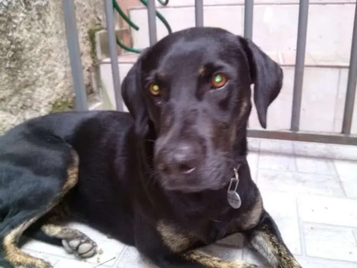 Cachorro ra a SRD idade 1 ano nome NEGONA