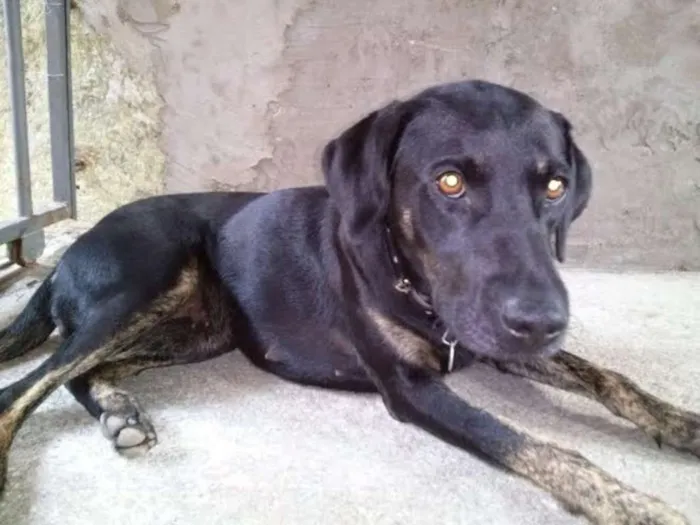 Cachorro ra a SRD idade 1 ano nome NEGONA